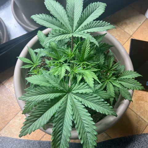 Purple Bud growlog timeline photo