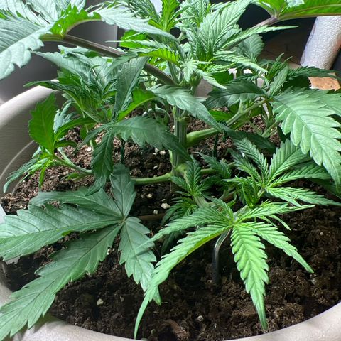 Purple Bud growlog timeline photo
