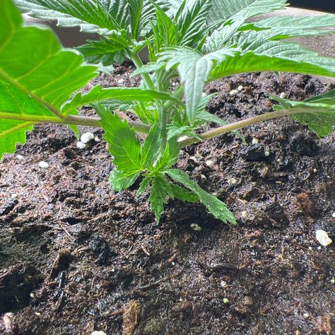 Wedding Cake #2 growlog timeline photo