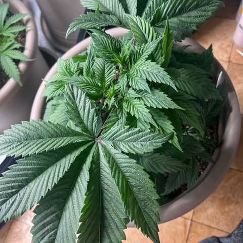 Wedding Cake growlog timeline photo