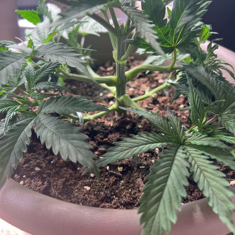 Purple Bud growlog timeline photo