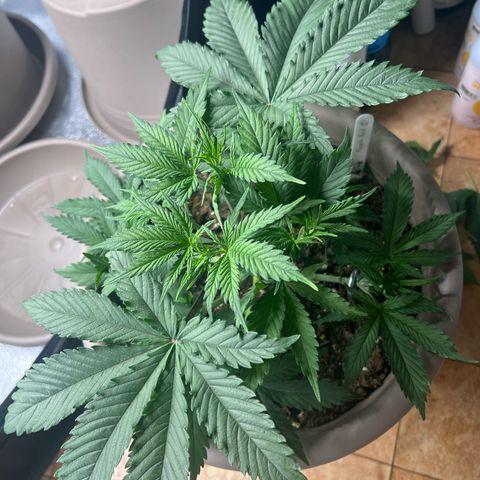 Purple Bud growlog timeline photo