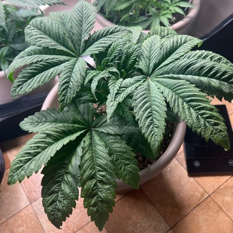 Critical Skunk growlog timeline photo