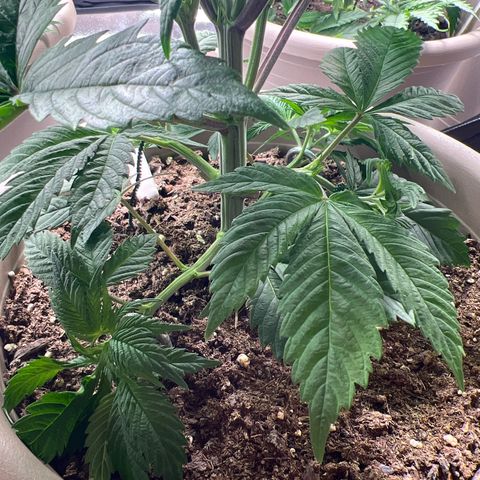 Critical Skunk growlog timeline photo
