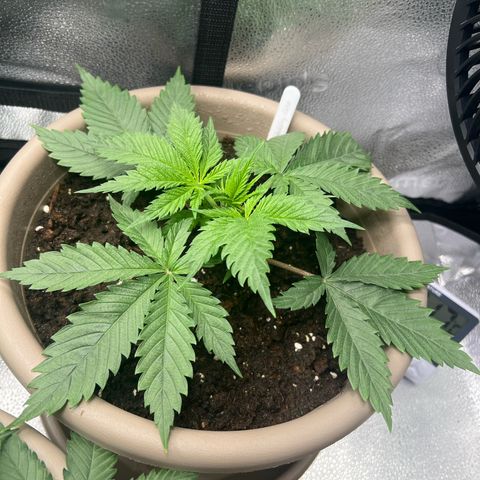 Wedding Cake #2 growlog timeline photo