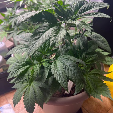 Critical Skunk growlog timeline photo
