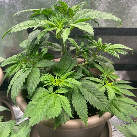 Critical Skunk growlog timeline photo