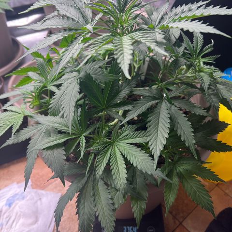 Purple Bud growlog timeline photo