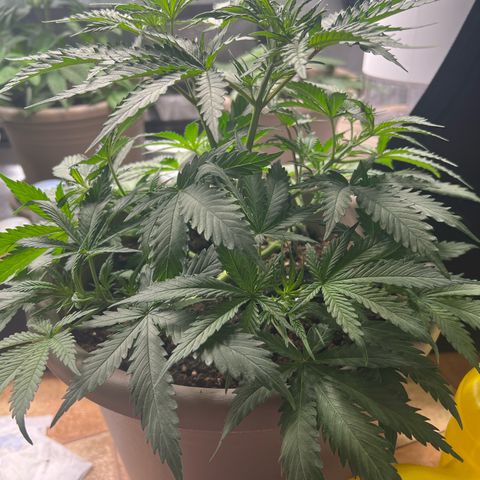 Purple Bud growlog timeline photo