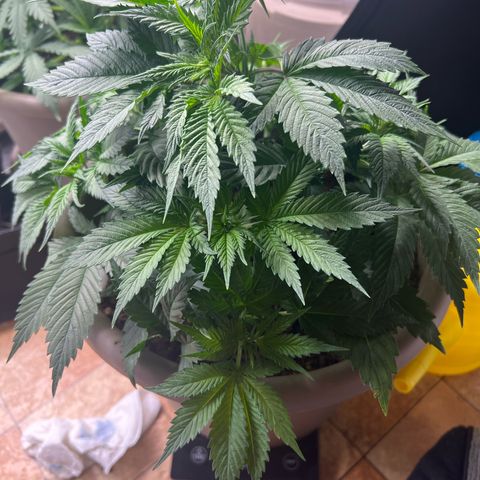 Wedding Cake growlog timeline photo