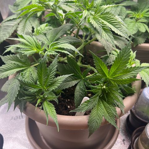 Wedding Cake growlog timeline photo