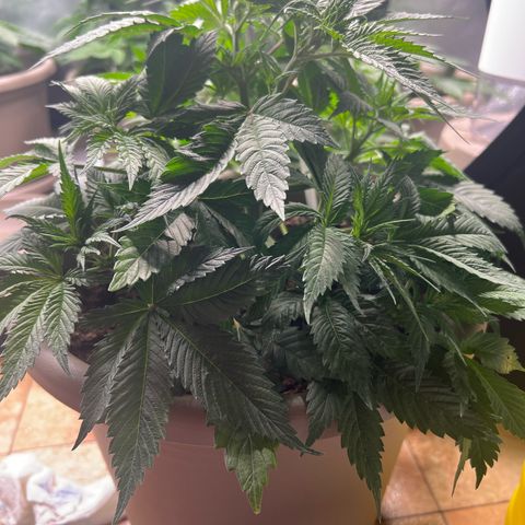 Wedding Cake growlog timeline photo