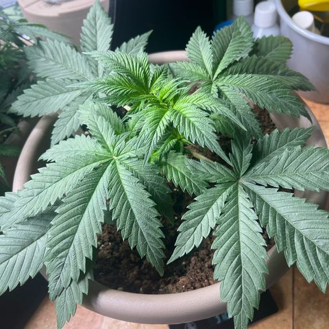 Wedding Cake #2 growlog timeline photo