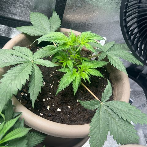 Wedding Cake #2 growlog timeline photo