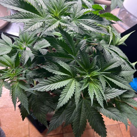 Wedding Cake growlog timeline photo