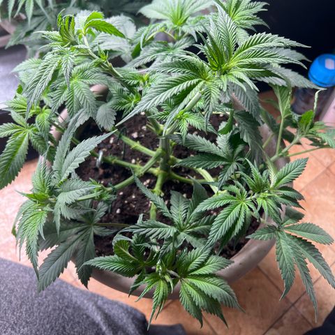Wedding Cake growlog timeline photo