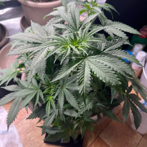Purple Bud growlog timeline photo