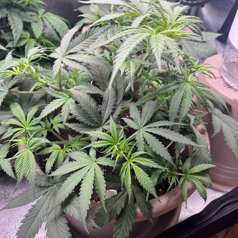 Purple Bud growlog timeline photo
