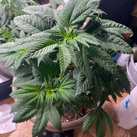 Critical Skunk growlog timeline photo