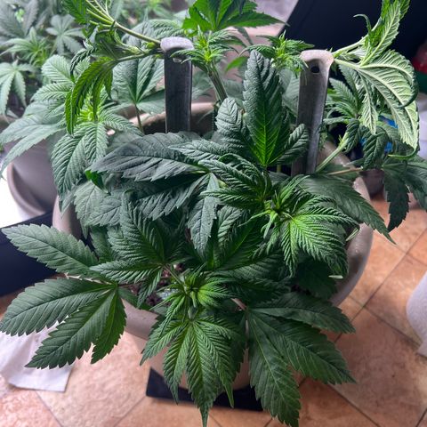 Critical Skunk growlog timeline photo
