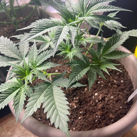 Wedding Cake #2 growlog timeline photo