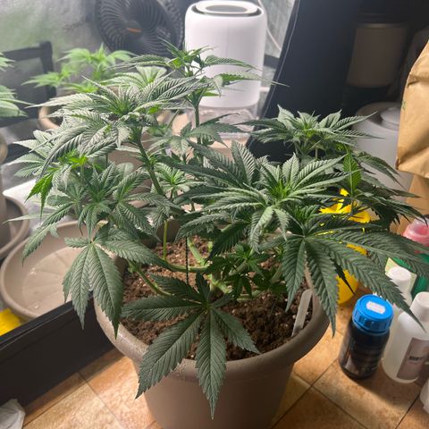 Wedding Cake growlog timeline photo