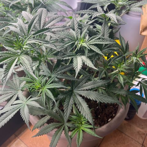 Purple Bud growlog timeline photo