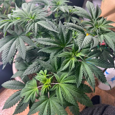 Critical Skunk growlog timeline photo