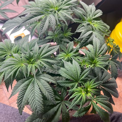 Critical Skunk growlog timeline photo