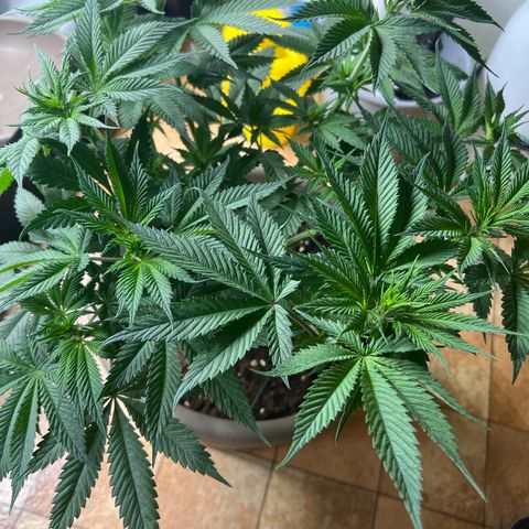 Wedding Cake growlog timeline photo
