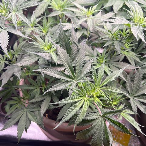Purple Bud growlog timeline photo