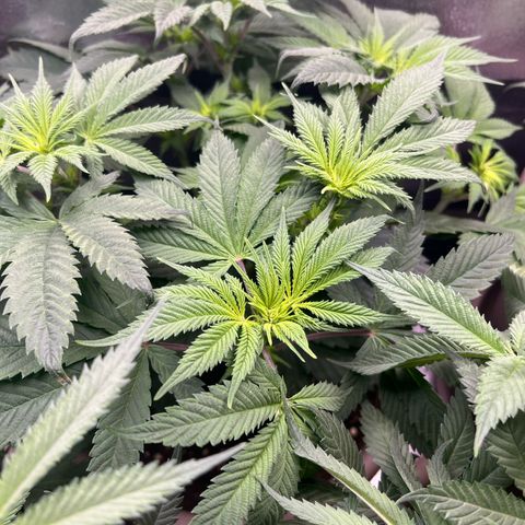 Critical Skunk growlog timeline photo