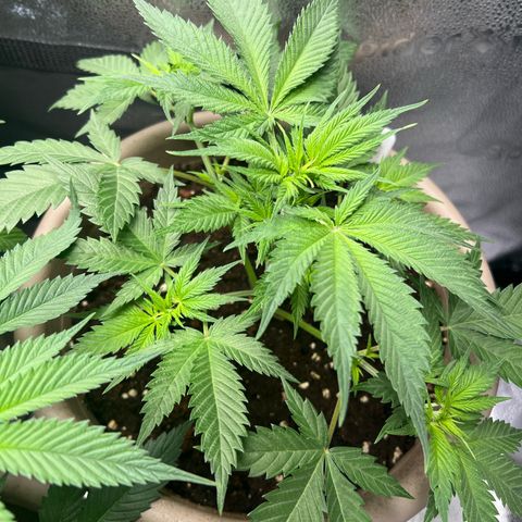 Wedding Cake #2 growlog timeline photo