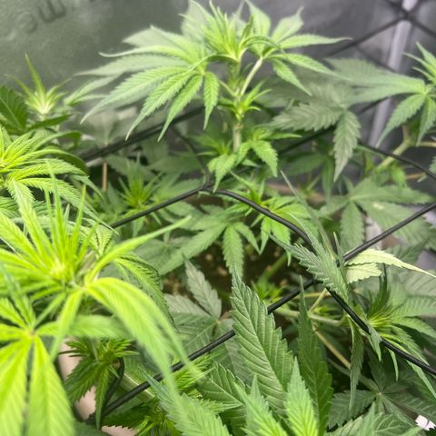 Wedding Cake #2 growlog timeline photo
