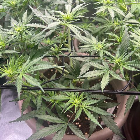 Purple Bud growlog timeline photo
