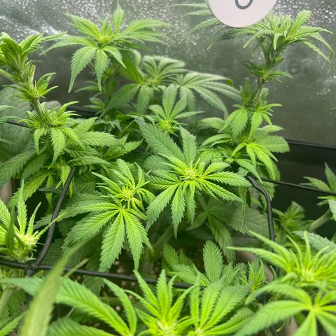 Critical Skunk growlog timeline photo