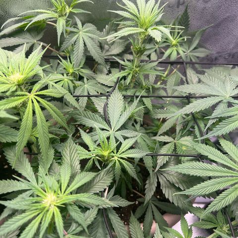 Wedding Cake #2 growlog timeline photo
