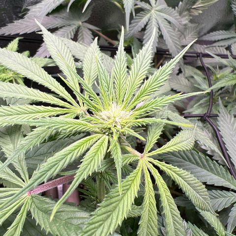 Wedding Cake #2 growlog timeline photo