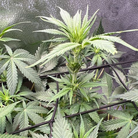 Wedding Cake #2 growlog timeline photo