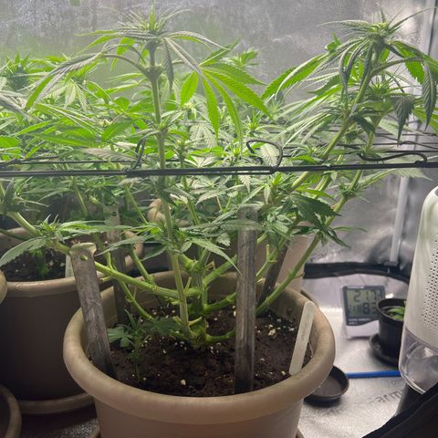 Wedding Cake growlog timeline photo