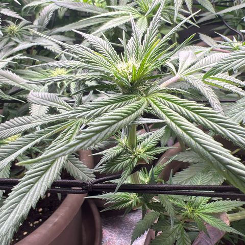 Wedding Cake growlog timeline photo