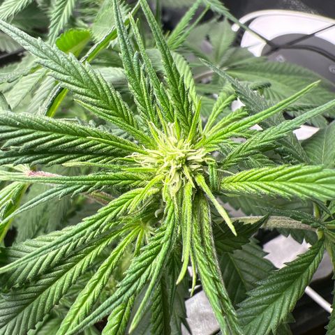 Wedding Cake growlog timeline photo