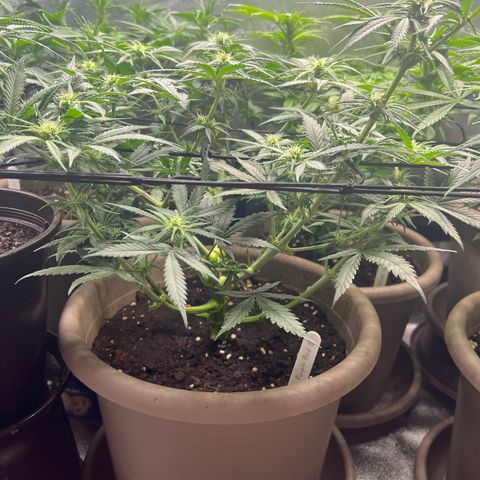 Purple Bud growlog timeline photo