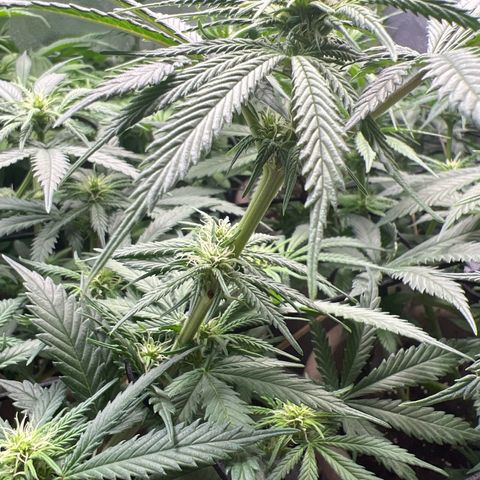 Purple Bud growlog timeline photo