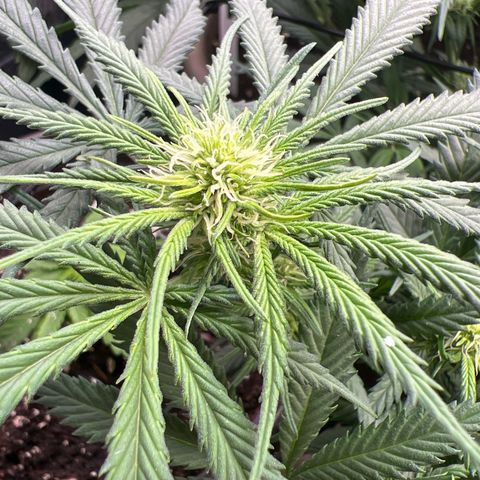 Purple Bud growlog timeline photo