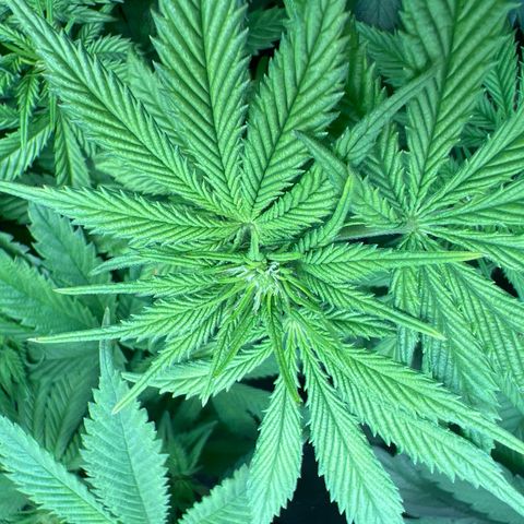 Critical Skunk growlog timeline photo