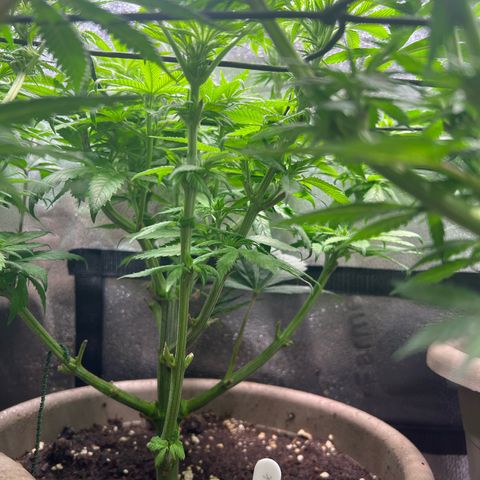 Critical Skunk growlog timeline photo