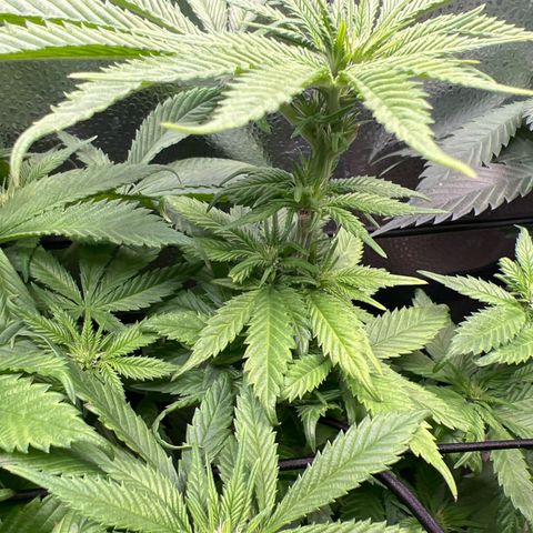 Critical Skunk growlog timeline photo