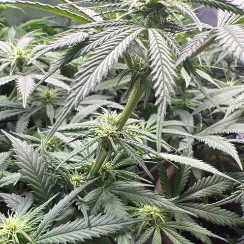 Purple Bud growlog timeline photo