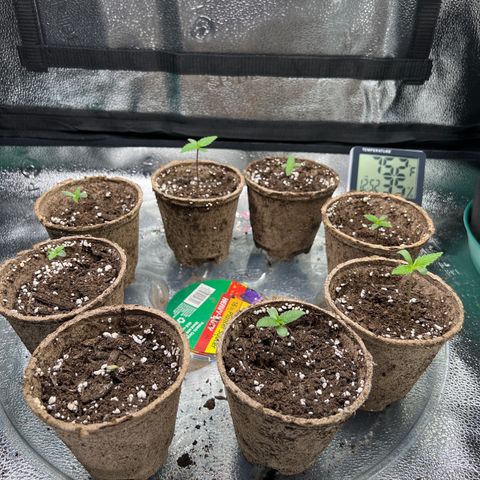 Happy Tree 1 - LST growlog timeline photo